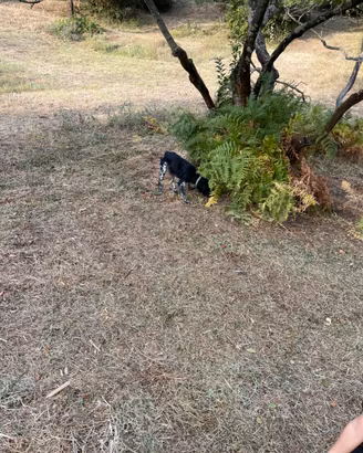 Breton da caccia