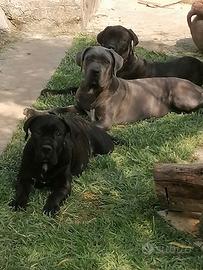 Cucciole Cane Corso