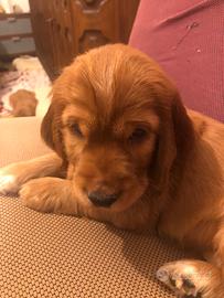 Cocker Spaniel Fulvo