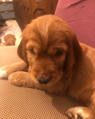 Cocker Spaniel Fulvo
