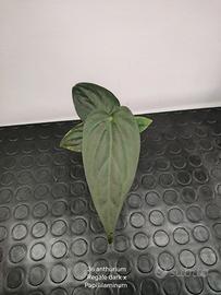 anthurium regale dark x papilaminum 