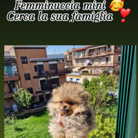 Volpini di pomerania