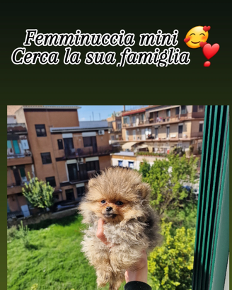 Volpini di pomerania