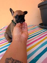 Bulldog francesi