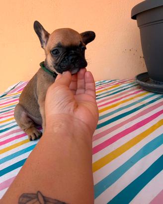 Bulldog francesi