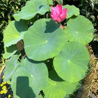 Fior di loto xong xia