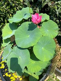 Fior di loto xong xia