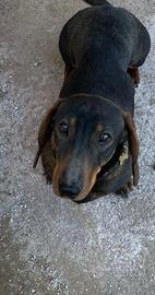 Bassotto Disponibile per monta