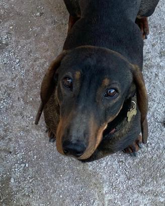 Bassotto Disponibile per monta