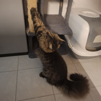 Maschietto Maine Coon 10mesi ancora disponibile