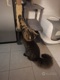 Maschietto Maine Coon 10mesi ancora disponibile