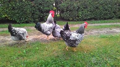 Galline e galli di Robusta Maculata