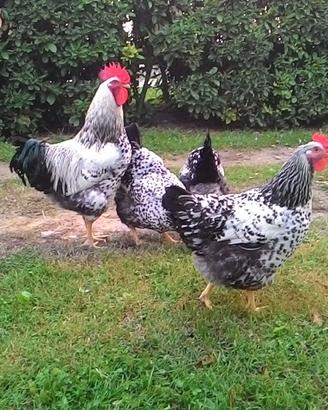 Galline e galli di Robusta Maculata