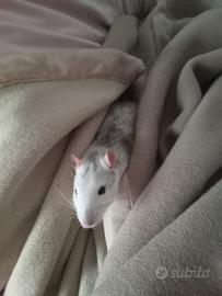 Ratto domestico multicolor