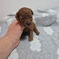 Barboncini toy possibili mini