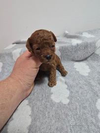 Barboncini toy possibili mini