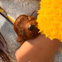 Cucciolo dí Barboncino