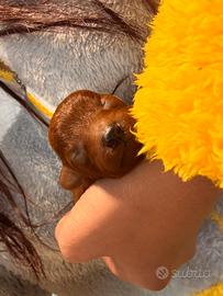 Cucciolo dí Barboncino