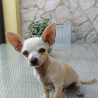 Chihuahua