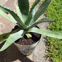 Pianta Agave Americana altezza circa 30cm  in vaso