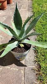 Pianta Agave Americana altezza circa 30cm  in vaso