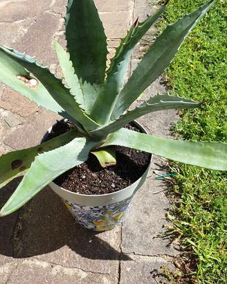 Pianta Agave Americana altezza circa 30cm  in vaso