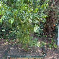 Vaso gigante bonzai con albero di mini melograni