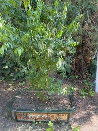 Vaso gigante bonzai con albero di mini melograni