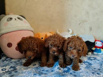 Barboncino Toy con pedigree ENCI