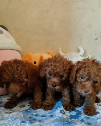 Barboncino Toy con pedigree ENCI