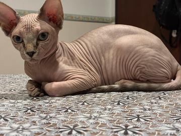 Animali