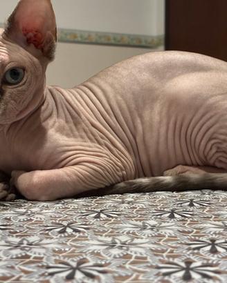 Animali