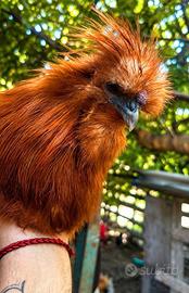 Gallo Moroseta 