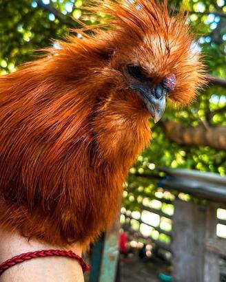 Gallo Moroseta 