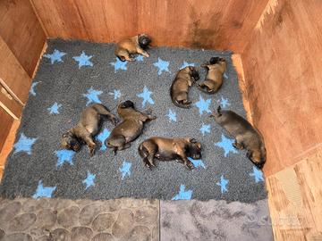 Pastore belga Malinois cuccioli