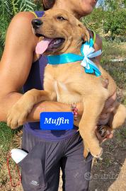 Stupendi cuccioli taglia grande mix retriever