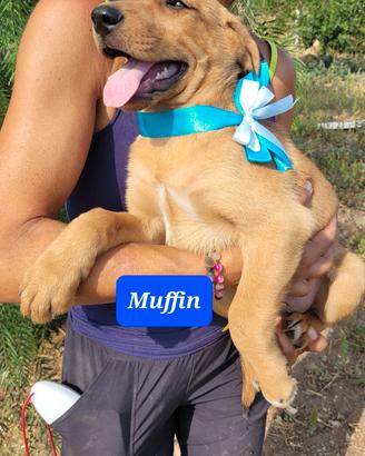Stupendi cuccioli taglia grande mix retriever