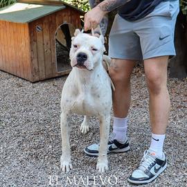 Cuccioli di dogo argentino con Pedigree Enci