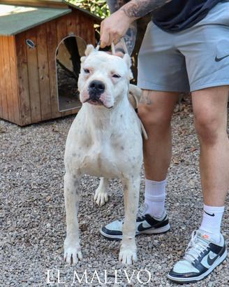Cuccioli di dogo argentino con Pedigree Enci