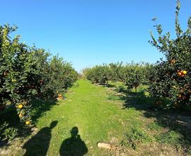 Terreno rustico - agrumeto - aranceto