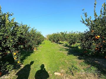 Terreno rustico - agrumeto - aranceto