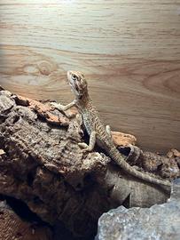 Pogona