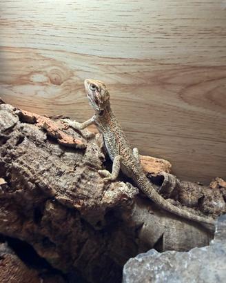 Pogona