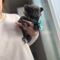 Chihuahua blu maschio a pelo lungo