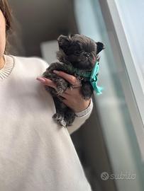 Chihuahua blu maschio a pelo lungo