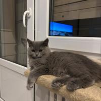 Vendita cucciola british