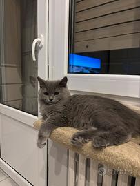 Vendita cucciola british