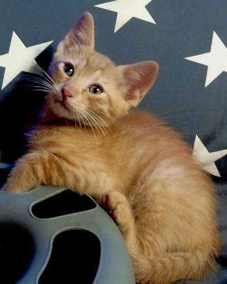Gattini angora mix rossi