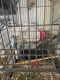 Parrocchetto da collare celeste