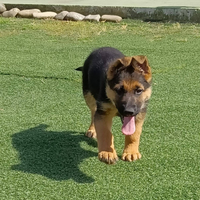 Cuccioli di pastore tedesco